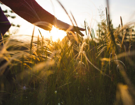 Bekijk dit nieuws bericht Perspectief op Natuur op JOB